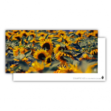 Postkarte | Sonnenblumenfeld